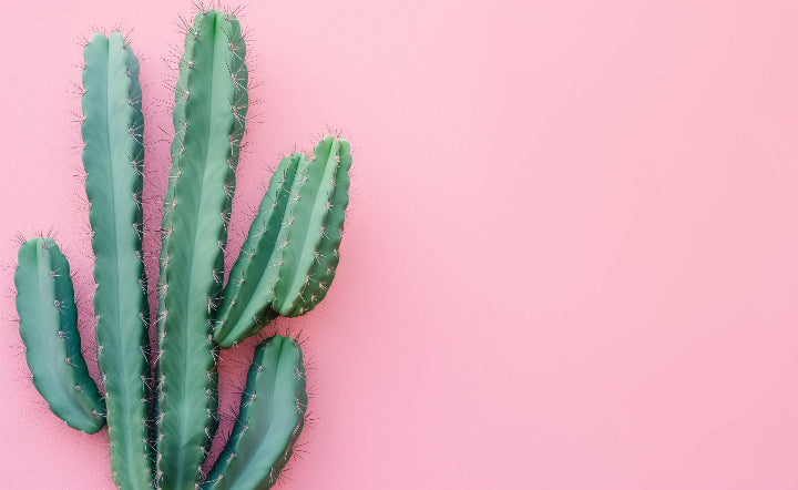 Green cactus on a pink background