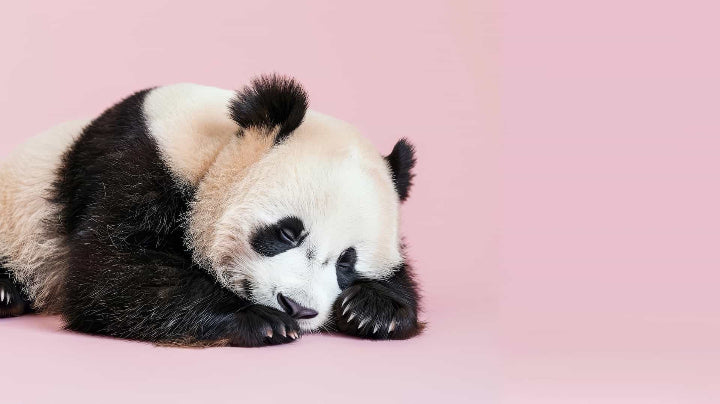 Panda lying on a pink background