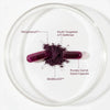 UTI Biome Shield™ Starter Kit